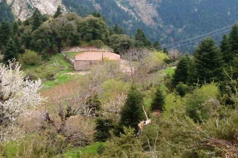 Διαχείριση & εκμετάλλευση εγκαταλελειμμένων ιδιωτικών δασών