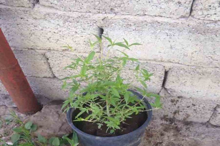 Δοκίμι: Σύλληψη για καλλιέργεια ναρκωτικών