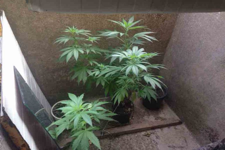 Καινούργιο: Καλλιεργούσε ναρκωτικά   …σε εγκαταλελειμμένη στέρνα