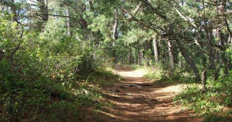 Υπουργείο Περιβάλλοντος & Ενέργειας:  Σε λειτουργία η ιστοσελίδα με τους κυρωμένους δασικούς χάρτες