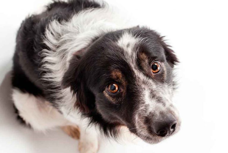 Αυστηρές οι ποινές για κακοποίηση ζωών