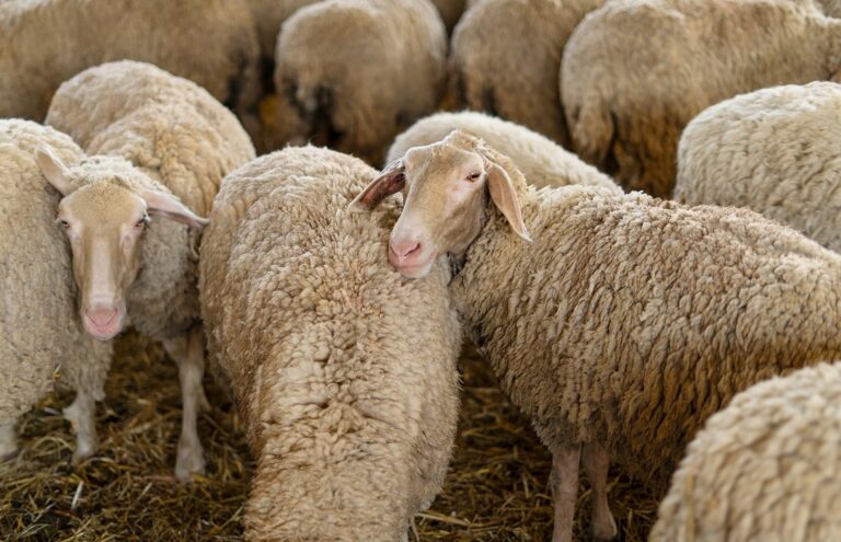 Προ των πυλών ο αφθώδης πυρετός: Ανάγκη για άμεση θωράκιση