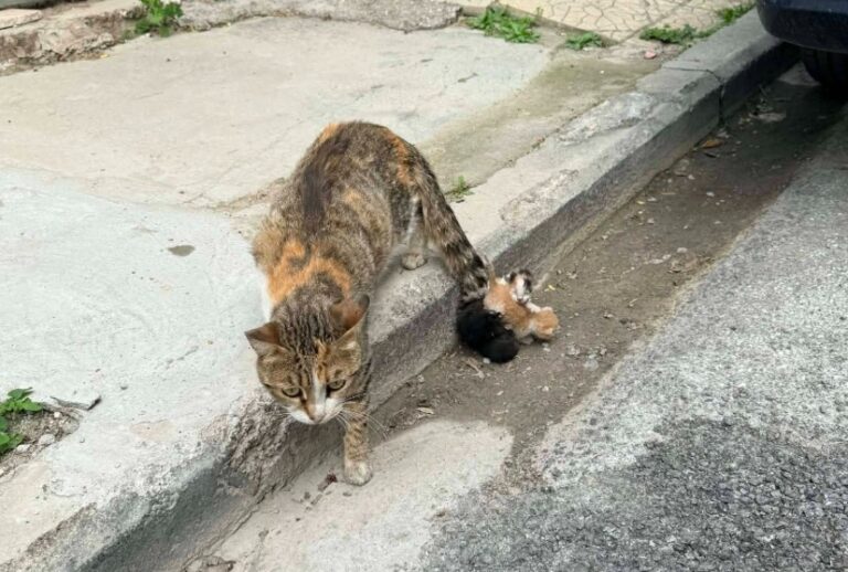 Αποτροπιασμός στον Βόλο: Eδεσαν νεογέννητα γατάκια στην ουρά της μητέρας τους