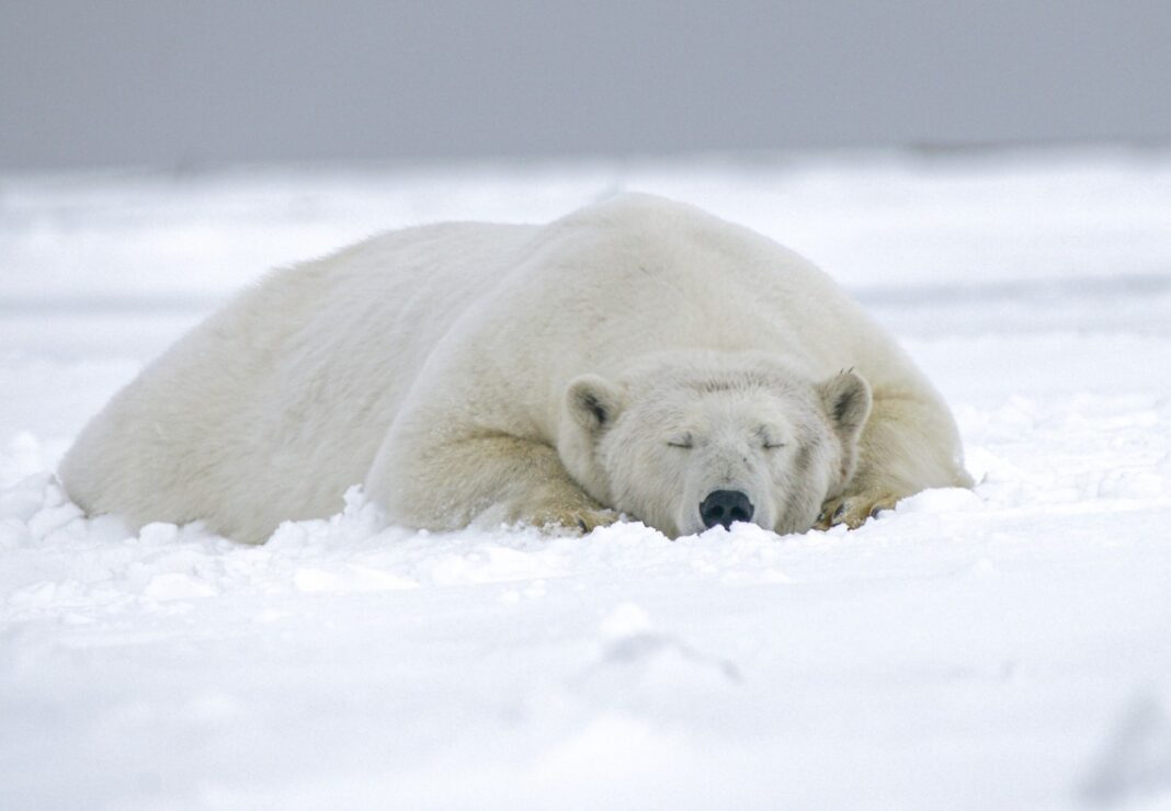 polar-bear